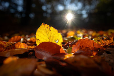 leaf