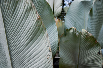 Close-up of leaves on plant