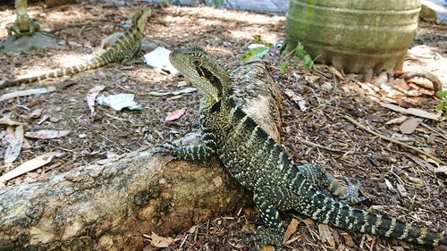 High angle view of lizard on field