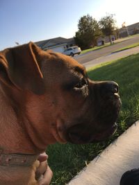 Close-up of dog resting on car