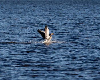 Bird flying over sea