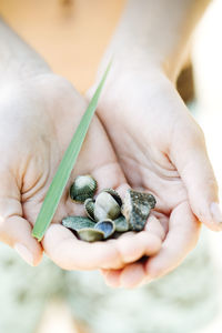 Cupped hands holding shells