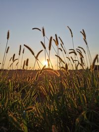 Close-up of stalks in field against sunset sky