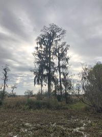 Trees on landscape against sky