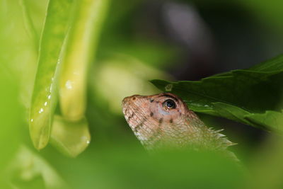 Close-up of oriental garden lizard