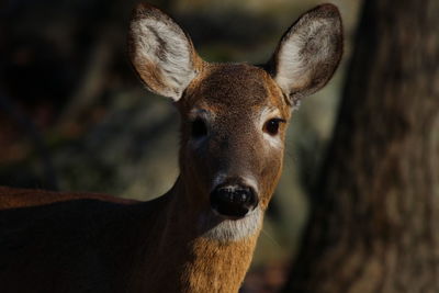 Close-up portrait of deer