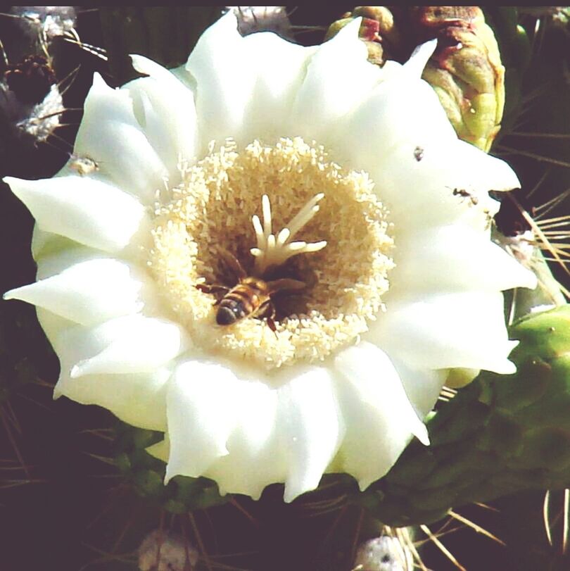 flower, flower head, petal, freshness, fragility, growth, close-up, beauty in nature, pollen, nature, single flower, white color, blooming, in bloom, plant, focus on foreground, stamen, no people, day, springtime