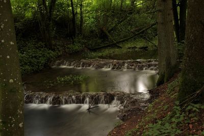 River flowing through forest