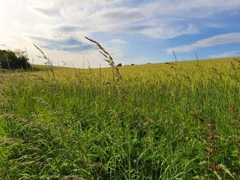 Crops growing on field against sky