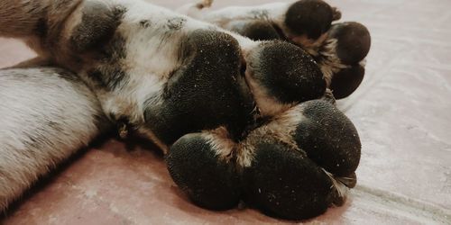 Close-up of a dog sleeping