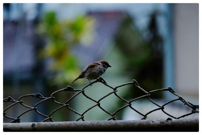 Bird perching on a fence