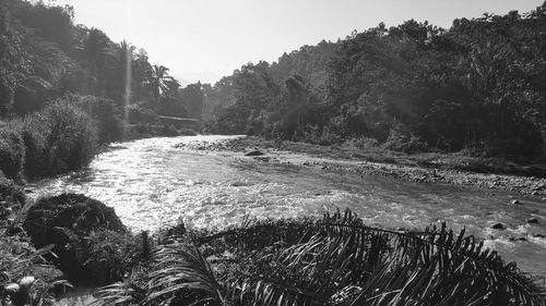 Scenic view of river amidst trees against sky