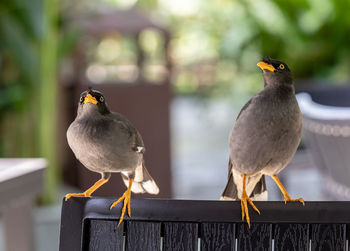 Close-up of birds perching on railing