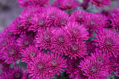 Close-up of purple flowers blooming outdoors