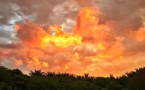 Scenic view of dramatic sky over forest during sunset