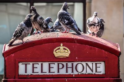 Close-up of birds perching on tree