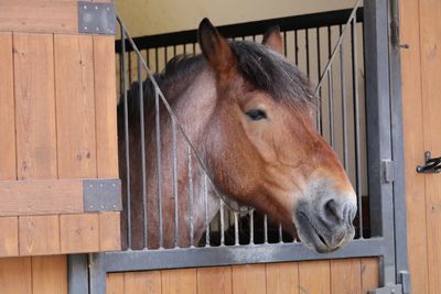 Horse in stable