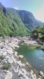 River flowing through forest