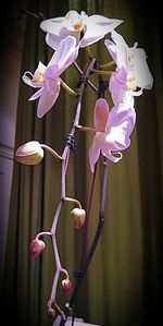 Close-up of flowers