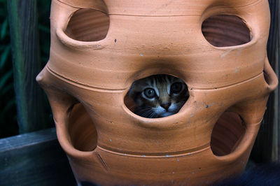 Close-up portrait of a cat