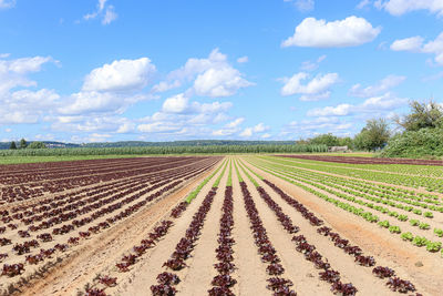 Scenic view of agricultural field against sky