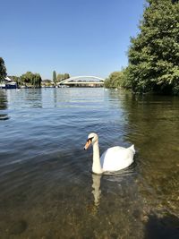 Swan swimming in a lake