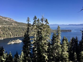 Pine trees in forest against clear blue sky