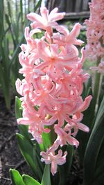 Close-up of pink flowers