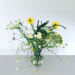 Close-up of plant against white background