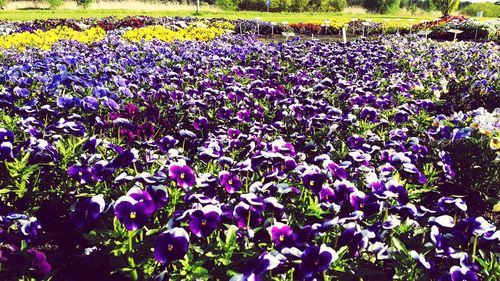 Full frame shot of purple flowers blooming in field