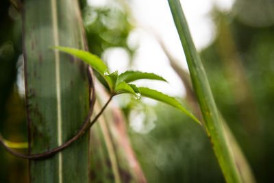 Close-up of water drops on plant