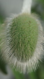 Close-up of white dandelion flower