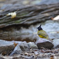 Bird perching on rock
