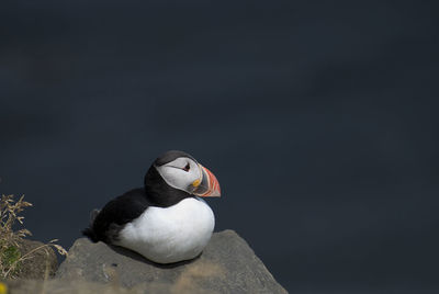 Close-up of a puffin perching on rock