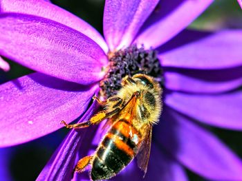 Close-up of bee pollinating on purple flower