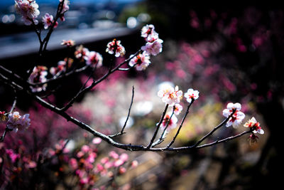 Close-up of pin plum blossom