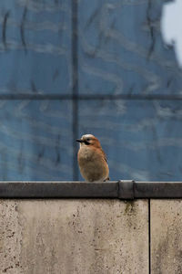 Close-up of bird perching on retaining wall