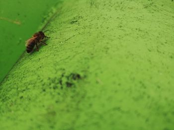Close-up of ant on green leaf
