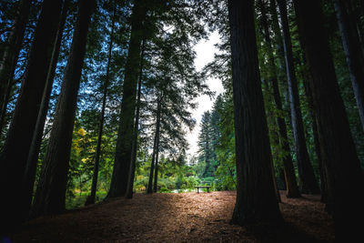 Trees in forest