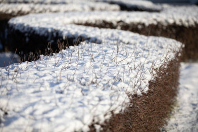 A dense urban hedge covered with a thick layer of snow.