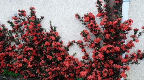 Close-up of plants against wall