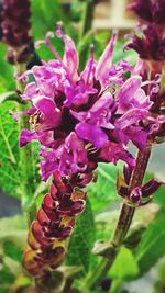 Close-up of purple flowers