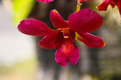 Close-up of red flowering plant