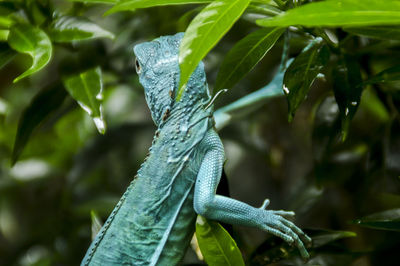 Close-up of lizard on plant