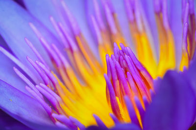 Close-up of purple flower