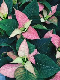 Close-up of pink leaves on plant