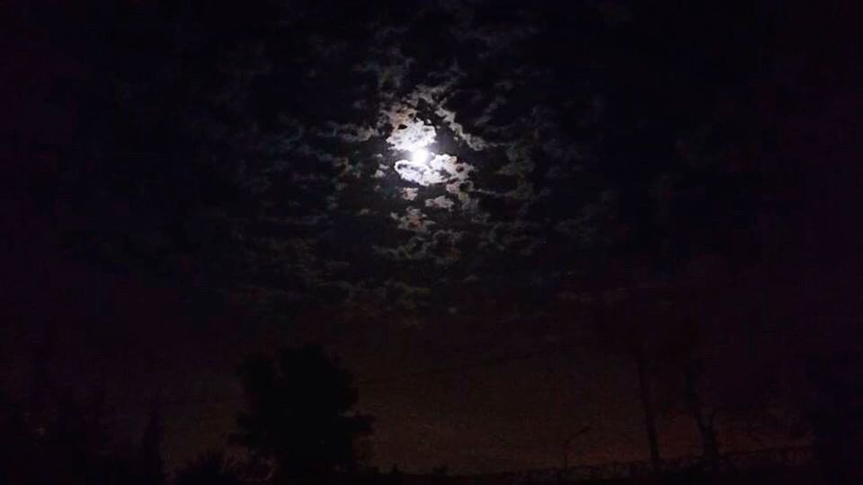 LOW ANGLE VIEW OF TREE AGAINST MOON AT NIGHT