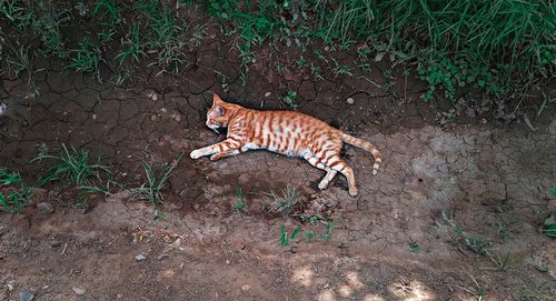 Full length of a cat