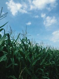 Close-up of fresh plants in field against sky