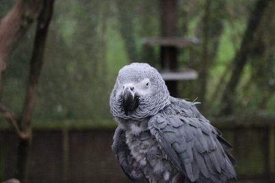 Close-up of macaw perching outdoors